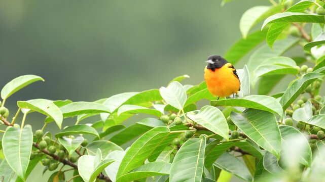 Baltimore Oriole, Icterus galbula, sitting on green moss branch. Tropic bird tanager in the nature habitat. Wildlife in Costa Rica. Orange black mountain bird in dark green forest, clear background.