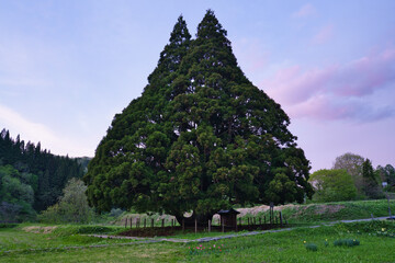 山形県トトロの木
