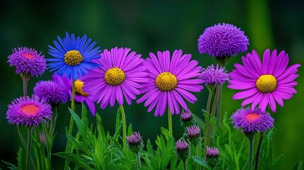 Fototapeta premium Vibrant Purple and Blue Flowers in a Garden