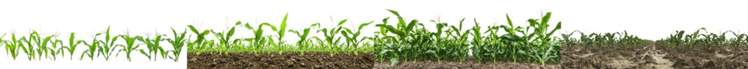 Fototapeta premium View from an agricultural field, panoramic, cut-out