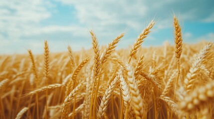 Fototapeta premium summer landscape of golden wheat field, wide open countryside with scenic harvest and sunny farming land