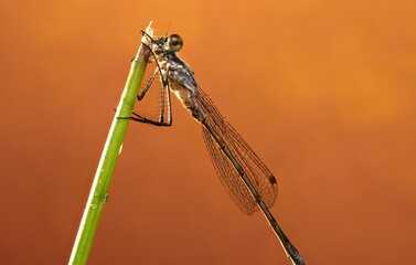 Damselfly on a leaf