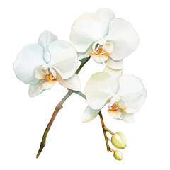 White orchid branch blooming in spring season, cut out transparent