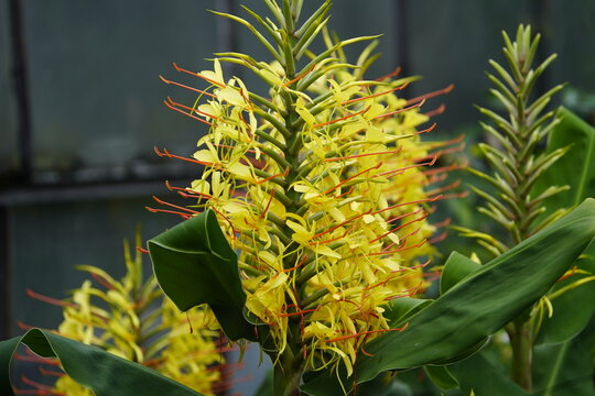 

 Hedychium gardnerianum, It is an erect herbaceous perennial growing to 8 ft (2.4 m) tall with long, bright green leaves clasping the tall stems. Hanover, Germany.
