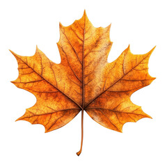 Obraz premium A vibrant orange maple leaf, showcasing intricate patterns and textures, symbolizing the beauty of autumn foliage.