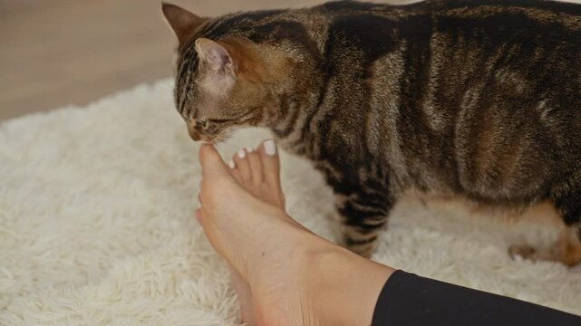 A woman relaxes on a bed in her bedroom, with a curious kitten sniffing her bare feet on a soft carpet.