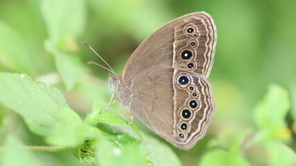 butterfly on leaf