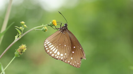 butterfly on leaf