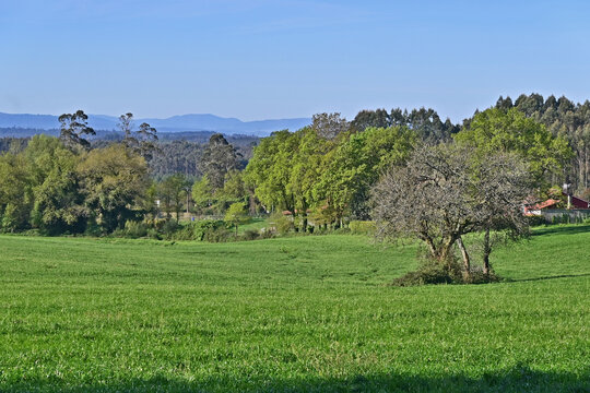 Paesaggi di Galizia, campagna colline, boschi e sentieri sul cammino Primitivo di Santiago di Compostela fra Arzua e Santiago - Galizia, Spagna