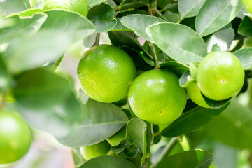 Green lemons is citrus  fruits on a branch with nature background. Green Lemons tree in the garden with daylight. Fresh green lime fruit hanging from branch.