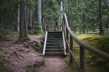 wooden staircase with railings in the depths of an Estonian forest with moss on a summer day