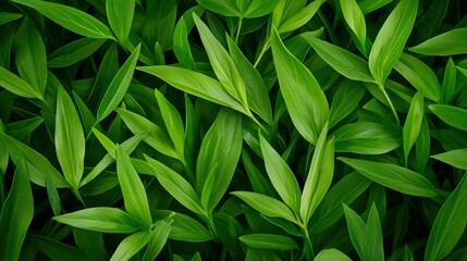 Fototapeta premium Lush Green Foliage Texture