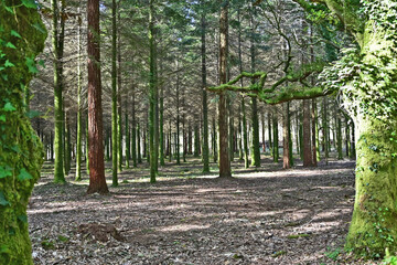 Paesaggi di Galizia, campagna colline, boschi e sentieri sul cammino Primitivo di Santiago di Compostela fra Arzua e Santiago - Galizia, Spagna