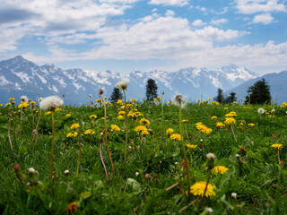 An amazing fusion of nature: green meadows at the foot of the mountains, soft clouds framing the...