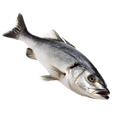 Fototapeta premium One fresh sea bass fish. Isolated on transparent background. PNG design element.
