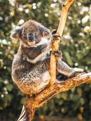 Koala on eucalyptus tree outdoor, Kangaroo Island, Australia.