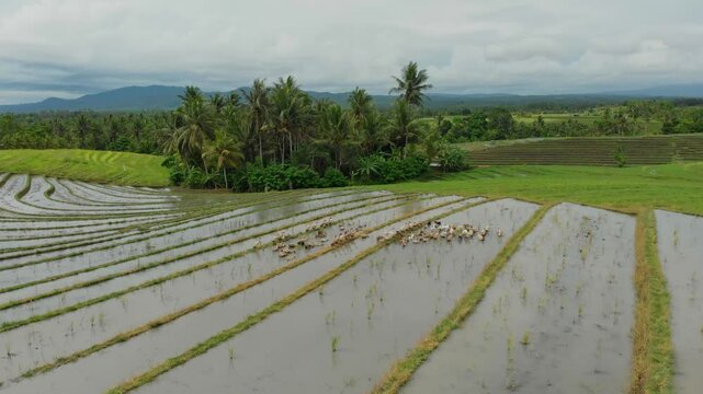 Aerial view of lush green rice fields with ducks and palm trees, Tabanan, Indonesia.