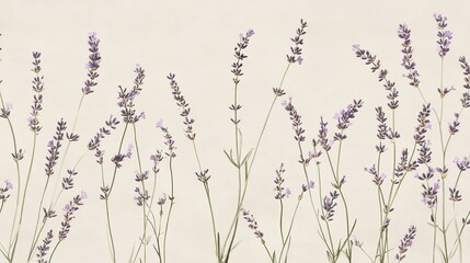 Fototapeta premium Delicate lavender flowers growing in an elegant arrangement against a soft cream background during a calm afternoon