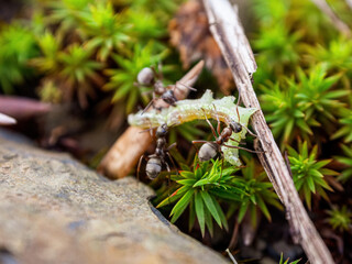 Ants working in a community demonstrate organization and diligence in finding food for the colony