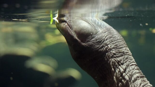 A northern river terrapin - Batagur baska breathes above the surface.