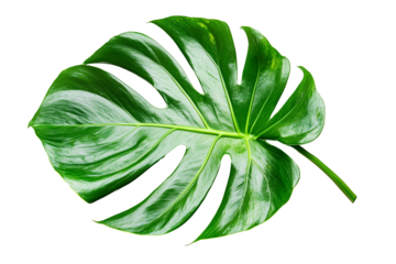 A detailed of a vibrant green Monstera leaf, showcasing its characteristic split and fenestrated shape. The tropical leaf is isolated on a white background.