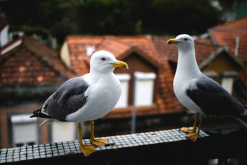 Two seagulls close-up, perched on a balcony railing, gazing into the distance in an old town...