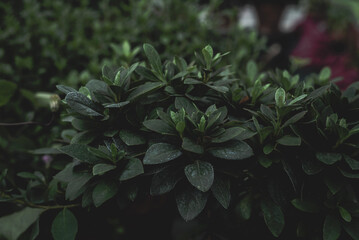 green leaves on a bush