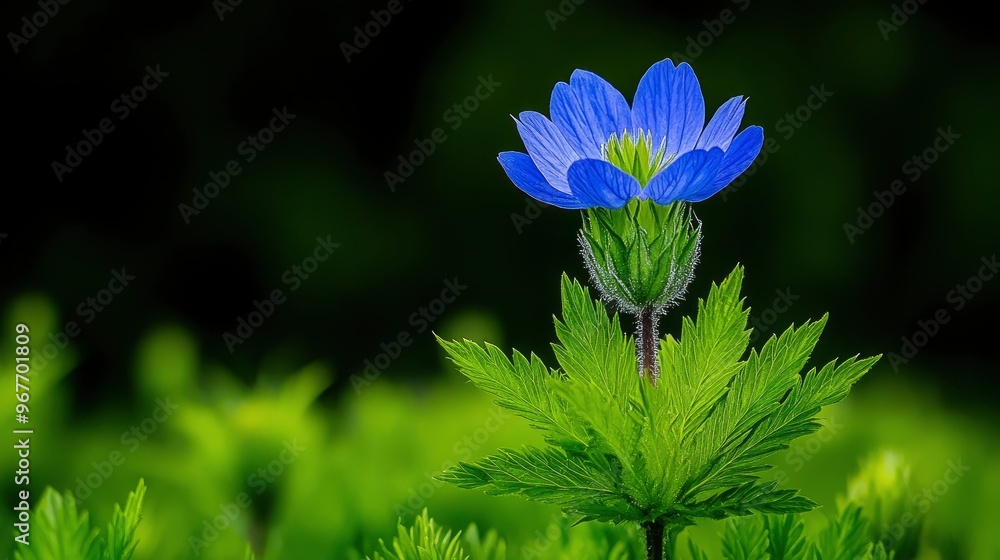 Wall mural Single Blue Wildflower in Green Meadow