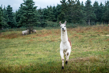 Obraz premium Running alpaca in a summer field on a rainy day