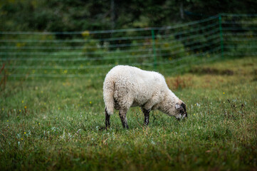 Sheep grazing in a summer field on a rainy day