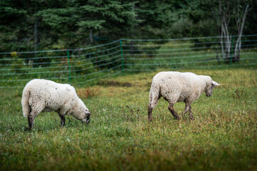 Sheep grazing in a summer field on a rainy day