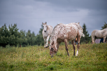 Obraz premium Horses in summer pasture on a rainy day in quebec canada