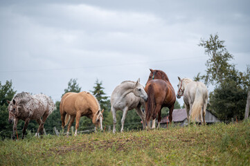 Obraz premium Horses in summer pasture on a rainy day in quebec canada