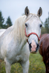Obraz premium Horses in summer pasture on a rainy day in quebec canada