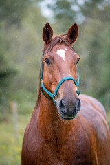 Obraz premium Horses in summer pasture on a rainy day in quebec canada