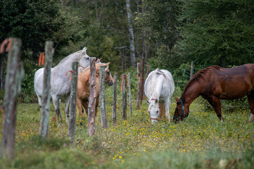 Horses in summer pasture on a rainy day in quebec canada