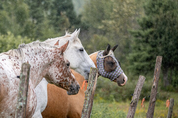 Horses in summer pasture on a rainy day in quebec canada