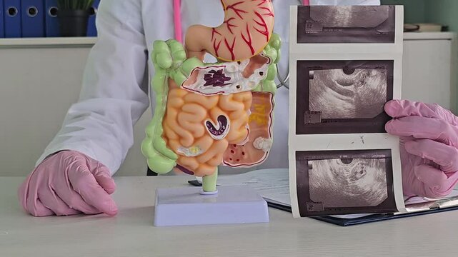 Doctor examines digestive system model and ultrasound image