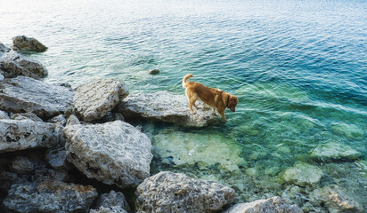 A dog paddling in the sea © Frank