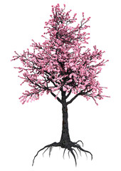 Obraz premium 3D Rendering Pink Blooming Sakura Tree on White