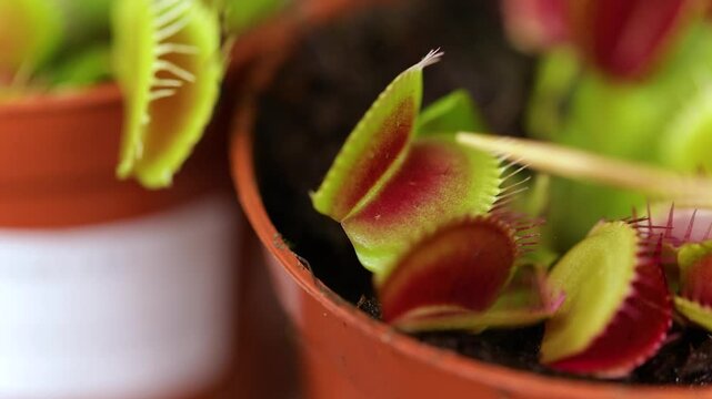 The closing trap mechanism of a Dionaea muscipula (Venus flytrap). When a prey contacts a hair, the trap prepares to close, snapping shut only if another contact occurs within twenty seconds.