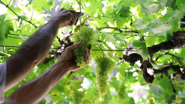 A farmer harvesting grape. This peasant is picking up a bunch of grape. This is white grape. Concept for countryside, harvest, wine, ripe fruits, manual works, work, hand picking and agriculture.