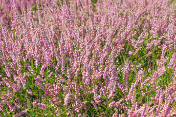 Beautiful pink flowers Calluna vulgaris. common heather, ling, heather.