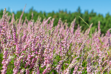 Obraz premium Beautiful pink flowers Calluna vulgaris. common heather, ling, heather.