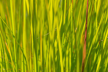 Bright tall green grass, close-up. Molinia caerulea, purple moor-grass.