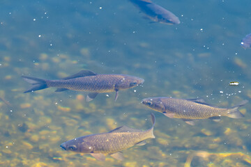 The Eurasian carp swims in a pond. European carp (Cyprinus carpio). the common carp.