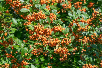 Orange berries on a bush. Pyracantha. firethorn.