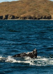 Fototapeta premium Closeup Whale Swimming At Ocean showing tail. Endangered wildlife conservation. Gray whale migrating in blue ocean waters of Mexico. Unique photo of wild life mammal giant animal. Tail spladhing water