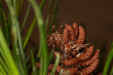 close up of pinus ponderosa, yellow pine, black pine, mini pinecones 