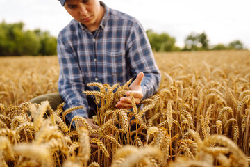 A farmer crouches in a vibrant wheat field, gently holding ripe stalks as the warm afternoon sun...